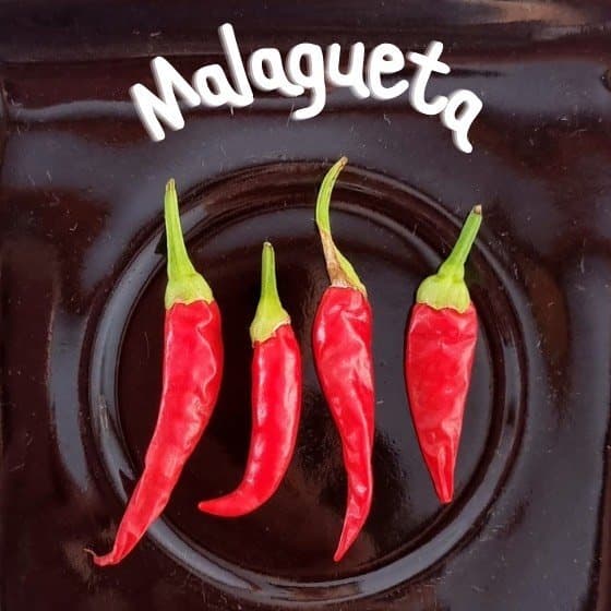 Arte de Malagueta