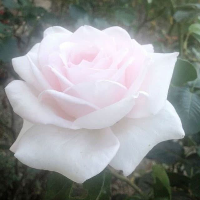Arte de Rosa Nika